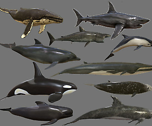 Big Fish Collection Low poly - Animated