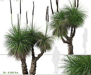 Set of Xanthorrhoea arborea (Broad Grass Tree)