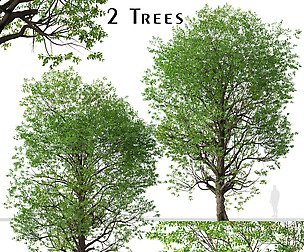 Set of Japanese zelkova Trees (Zelkova serrata)