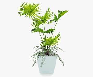 Indoor palm plant