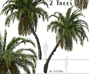 Set of Phoenix reclinata Trees (Senegal date palm)