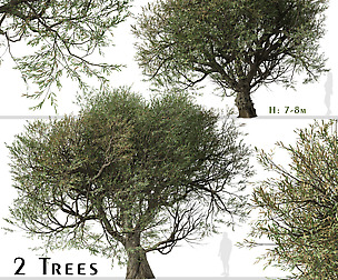 Set of Olive Tree (Olea europaea) (2 Trees)
