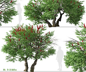 Set of Rhus typhina Trees (Staghorn sumac)