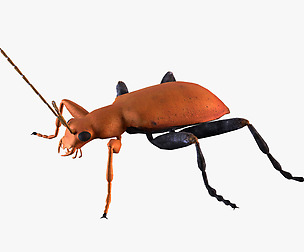 Leaf Beetle Aulacophora indica