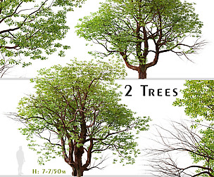 Set of Chinese Stewartia Tree (Stewartia sinensis)
