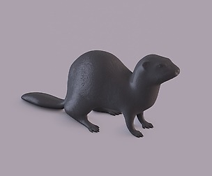 Ferret printable