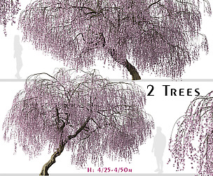 Set of Weeping Cherry Tree (Prunus pendula)