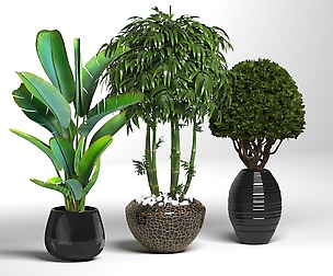 plant01