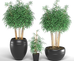 plant collection