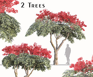 Set of Flamboyant Tree (Royal poinciana) (2 Trees)