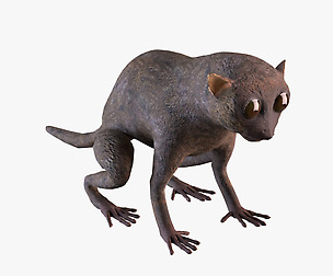 Tarsier