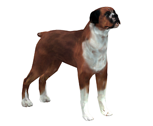 Boxer Dog 3D Model - Game Ready
