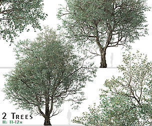 Set of Eucalyptus polyanthemos Tree (Red box)