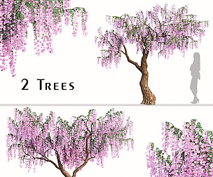 Set of Flowering Wisteria Tree ( Sinensis )