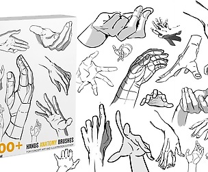 Hands Anatomy Brushes | Study Brushes |