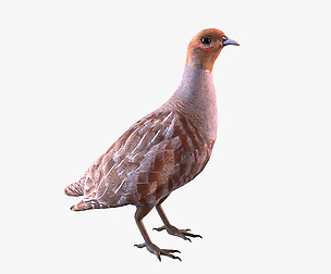Grey Partridge