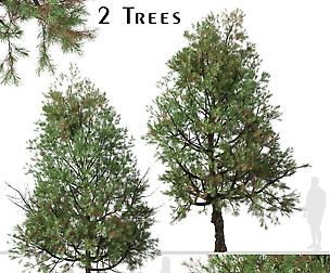 Set of Pinus nigra Tree (Austrian pine) (2 Trees)
