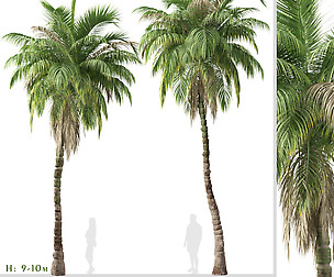Set of Kentia palm Tree (Howea forsteriana)
