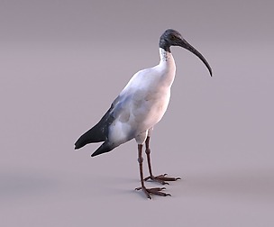 Australian Ibis