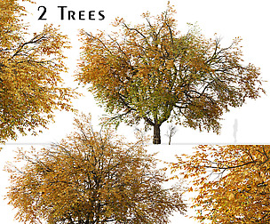 Set of Hangzhou elm Tree (Ulmus changii) (2 Trees)