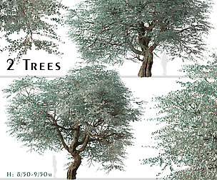 Set of Eucalyptus cinerea Tree (Argyle apple)