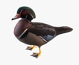 Wood duck
