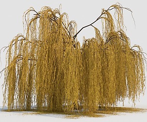 weeping willow tree