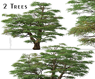 Set of Lebanon Cedar Tree (Cedrus libani)