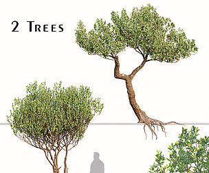 Set of Olive Tree (Olea Europaea) (2 Trees)