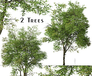 Set of Chinese ash Tree (Fraxinus chinensis)