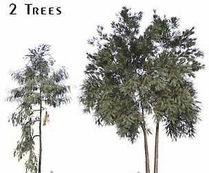 Set of Pinus pinaster Tree (Cluster pine)