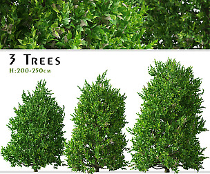 Set of Carolina Cherry laurel Tree (Prunus)
