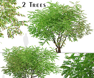 Set of Averrhoa bilimbi Tree (Cucumber tree)