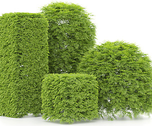 Shaped Bush Plants V02