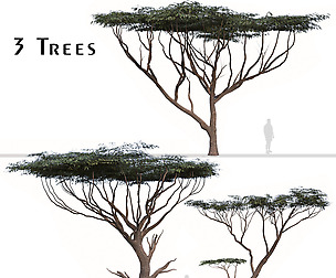Set of Acacia tortilis Tree (Vachellia tortilis)
