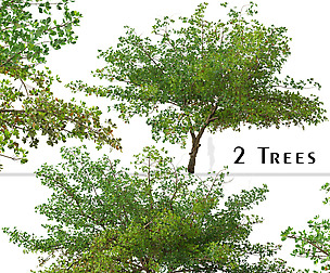 Set of Terminalia catappa Tree (Indian almond)