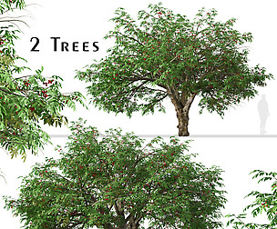 Set of Rowan Tree (Mountain Ash) (2 Trees)