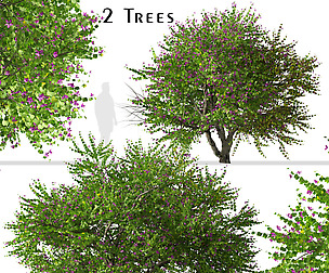 Set of Bauhinia purpurea Tree (Orchid tree)