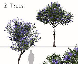 Set of Ceanothus Tree (Trewithen Blue) (2 Trees)