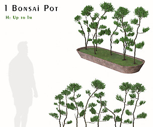 Bonsai Tree Pot (Juniperus chinensis)