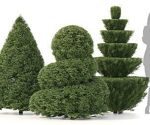 3 Shaped Yew Bush 03