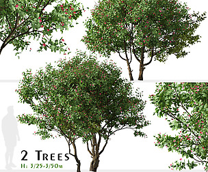 Set of Jatropha integerrima Tree (Peregrina)