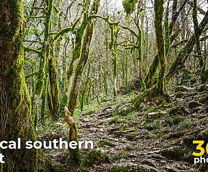 Magical Southern Forest - References For Artists