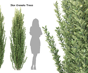 Ilex crenata trees