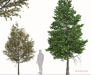 Set of Liquidambar formosana or Formosan gum Trees