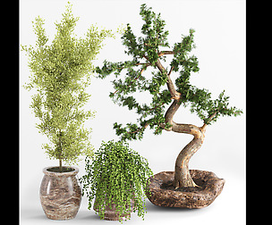 indoor plants collection