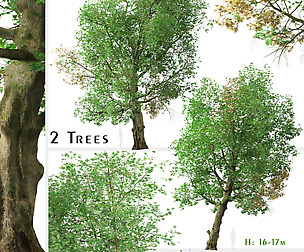 Set of Platanus orientalis Tree (Old sycamore)
