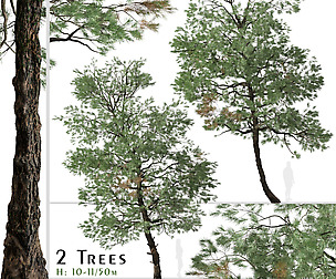 Set of Gray Pine Tree (Pinus sabiniana)