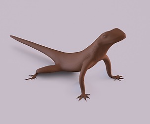 Lava lizard