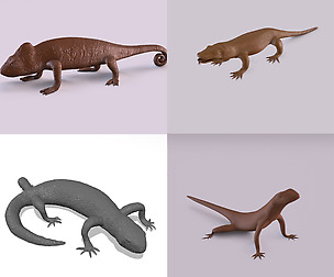 Lizards bundle
